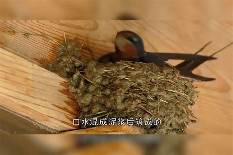 麻雀在家筑巢风水|麻雀在家里筑巢风水解释 (麻雀在家搭窝预示三件事发生)